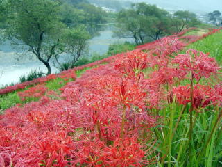 彼岸花