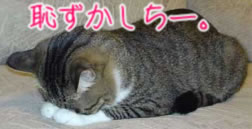 hazu