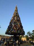 200511クリスマスツリー
