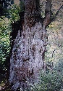 杉