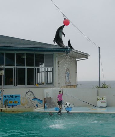 アシカ・イルカショー