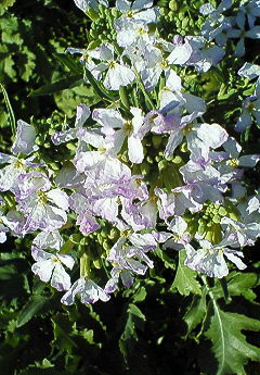 NEC_0428.JPG