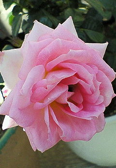 NEC_0555.JPG