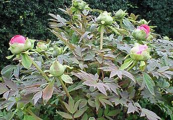 NEC_0531.JPG
