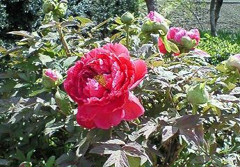 NEC_0548.JPG