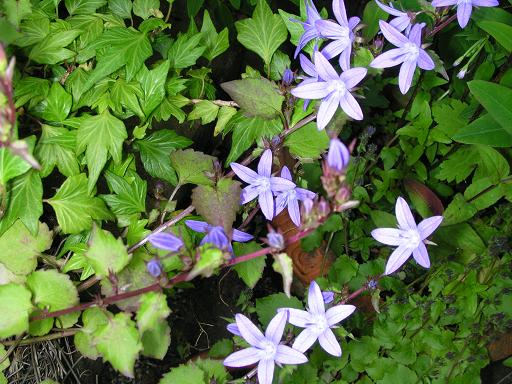 campanula