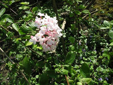 pink flower