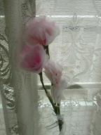 カーネーション