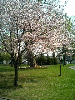 常盤公園桜35