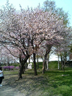 常盤公園桜25