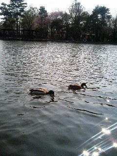 神楽岡公園鴨２