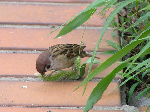 5ページ目の 鳥 ブロガー イムスキー 楽天ブログ