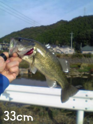 33cm.jpg