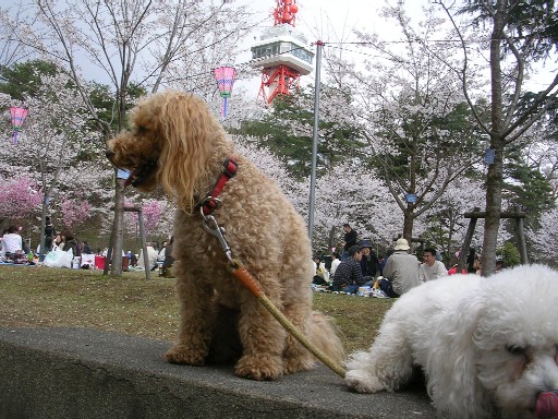 2007’春　お花見