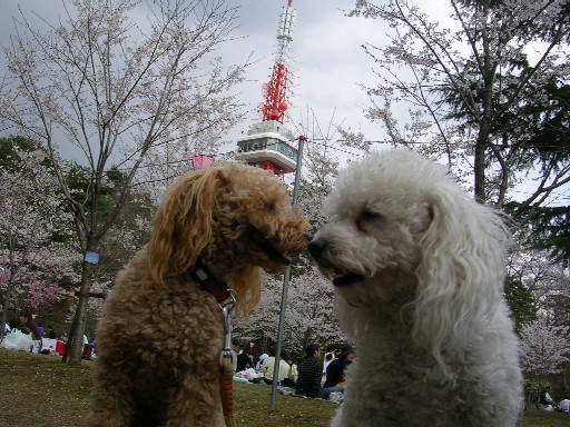 2007’春　お花見