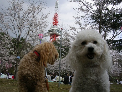 2007’春　お花見