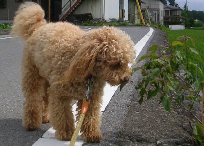 今朝のお散歩