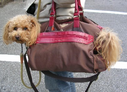 バッグ犬・・こじぞう