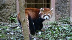 多摩動物公園 - レッサーパンダ