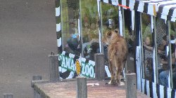 多摩動物公園 - ライオンバス☆とっても近いです！