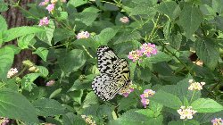 多摩動物公園 - 蝶がめっちゃいっぱいでした！