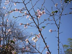 尾張富士 - 冬桜