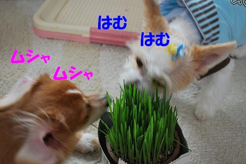 犬の草