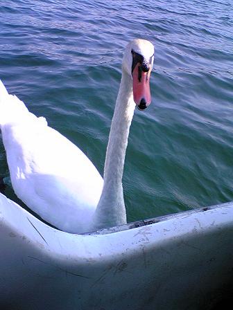 山中湖の白鳥さん