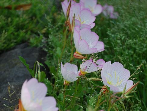 道端の花