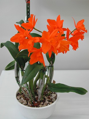 DSCN4681.jpg