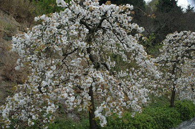 DSC_0004.jpg