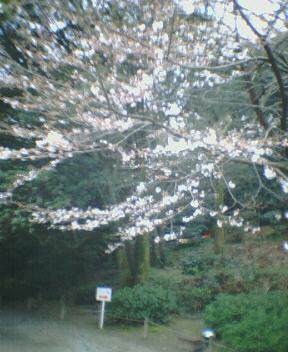 NEC_0038.JPG