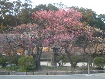 天満宮の梅の木15.JPG