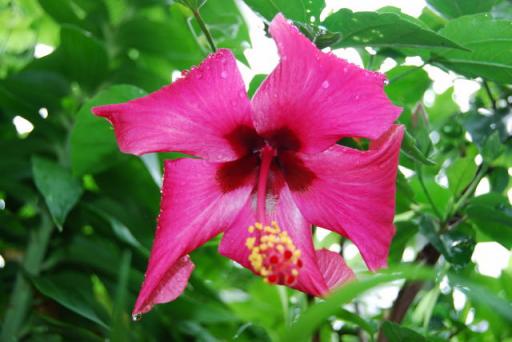 ハイビスカス