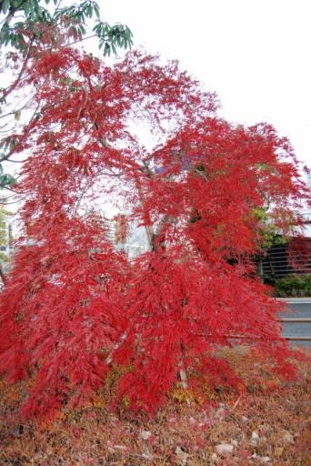もみじ２