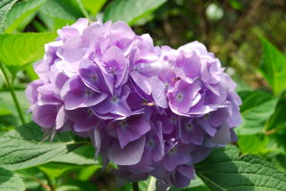 紫陽花１