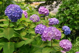 紫陽花