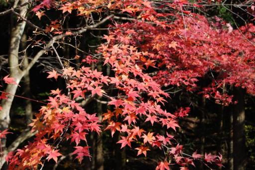 紅葉２