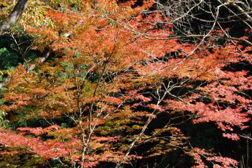 紅葉3