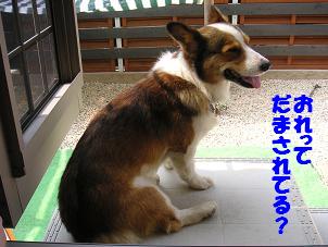 だまされてる？