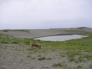中田島砂丘３