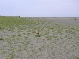 中田島砂丘４