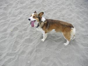 中田島砂丘１０