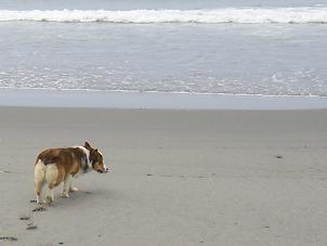 中田島砂丘１２