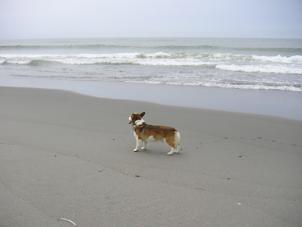 中田島砂丘１３