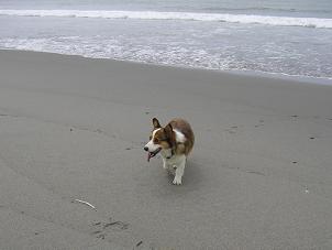 中田島砂丘１４