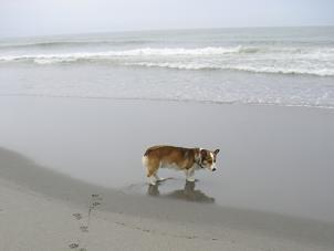 中田島砂丘１５