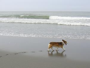 中田島砂丘１７