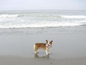 中田島砂丘１９