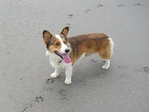 中田島砂丘２１